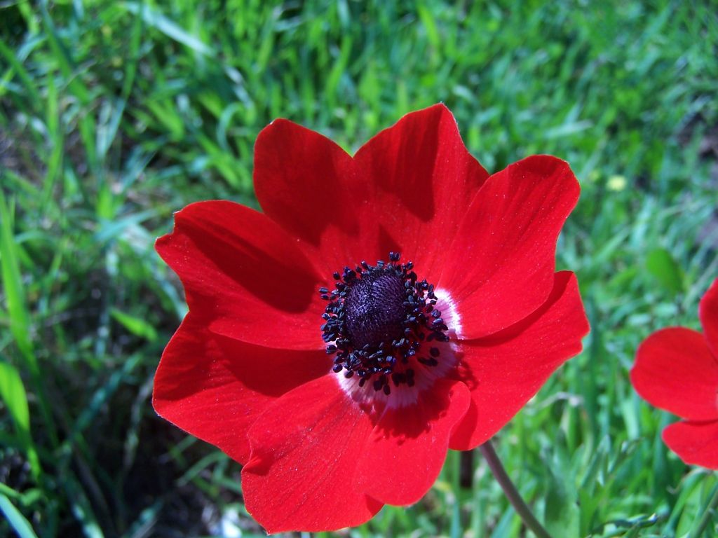 Anemones wallpapers