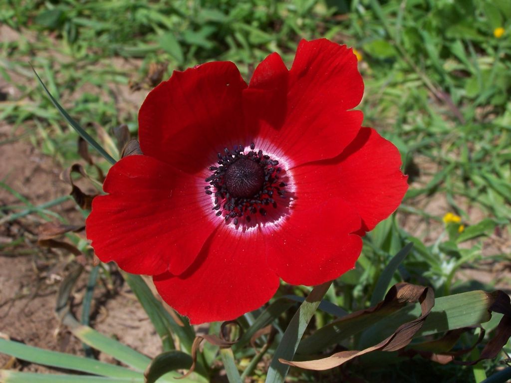 Anemones wallpapers