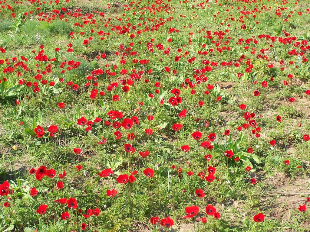 Anemones wallpapers