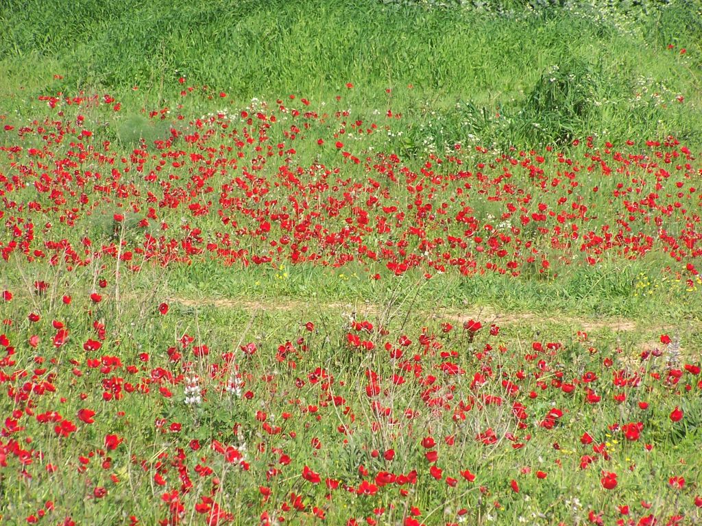 Anemones wallpapers