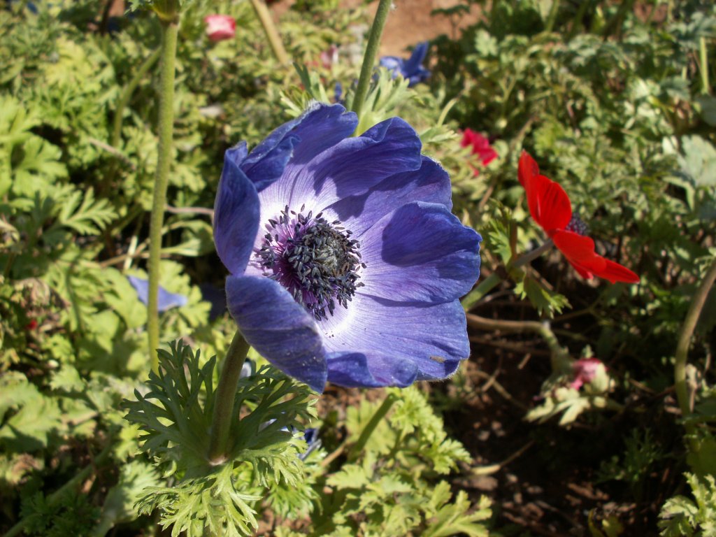 Anemones wallpapers