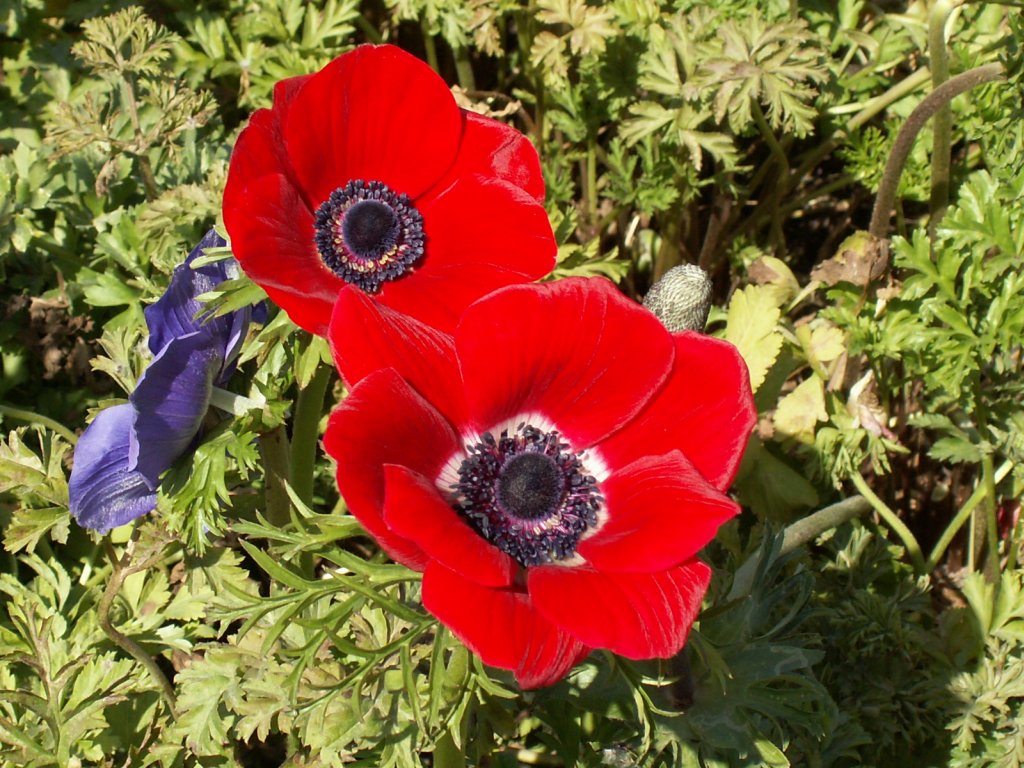 Anemones wallpapers