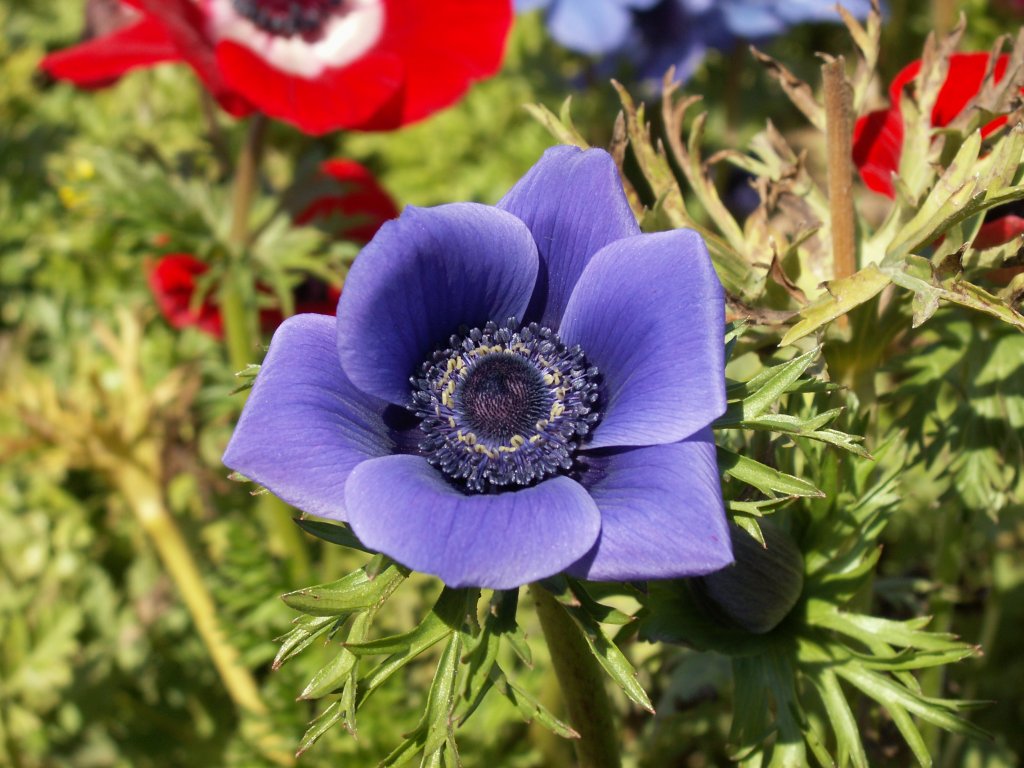 Anemones