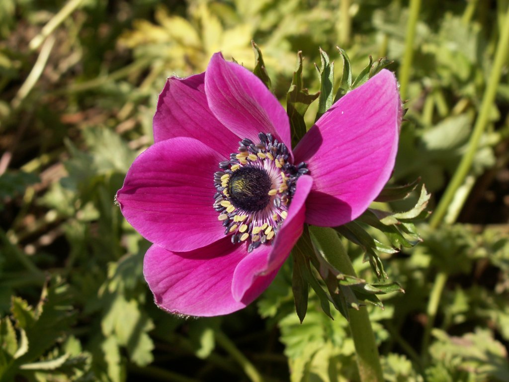 Anemones wallpapers