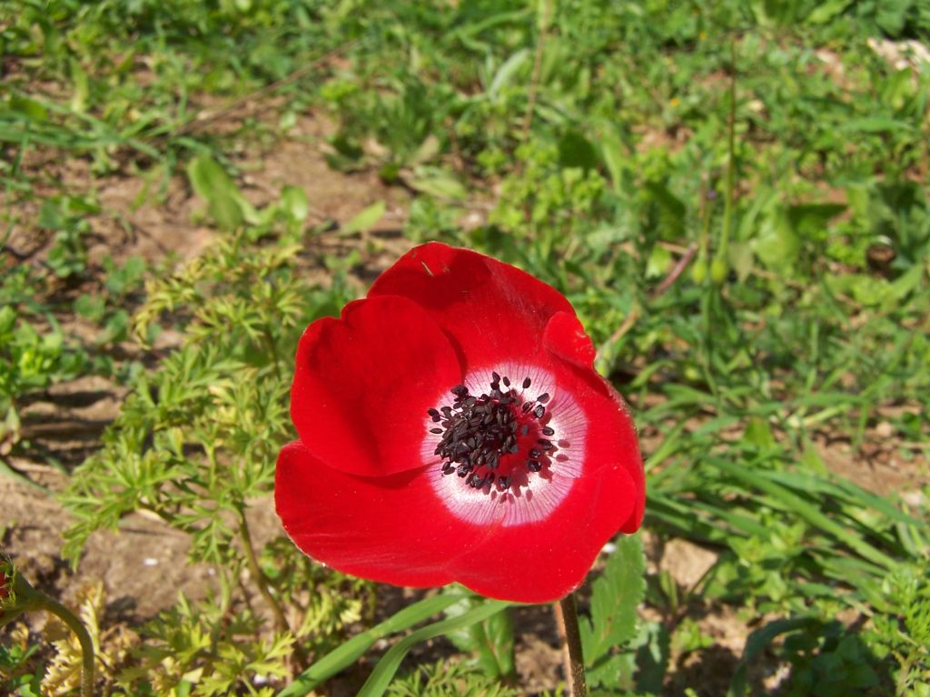 Anemones wallpapers