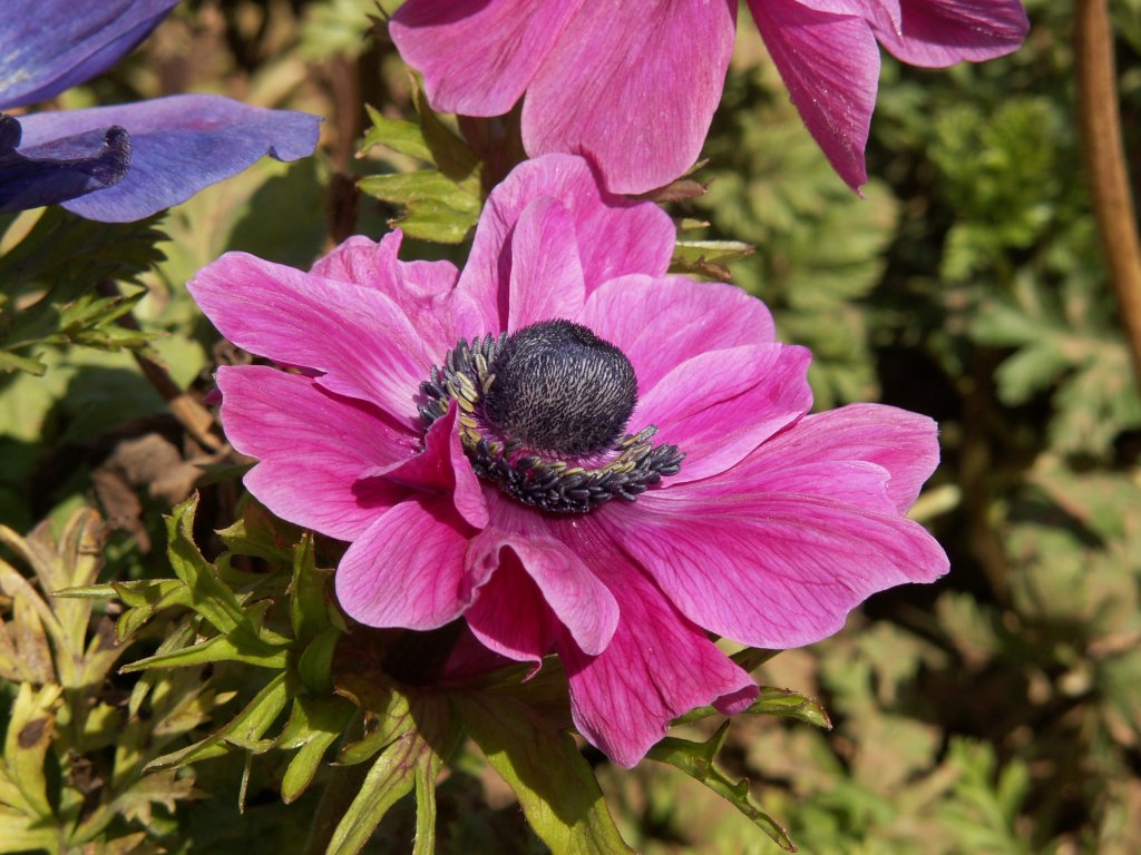 Anemones