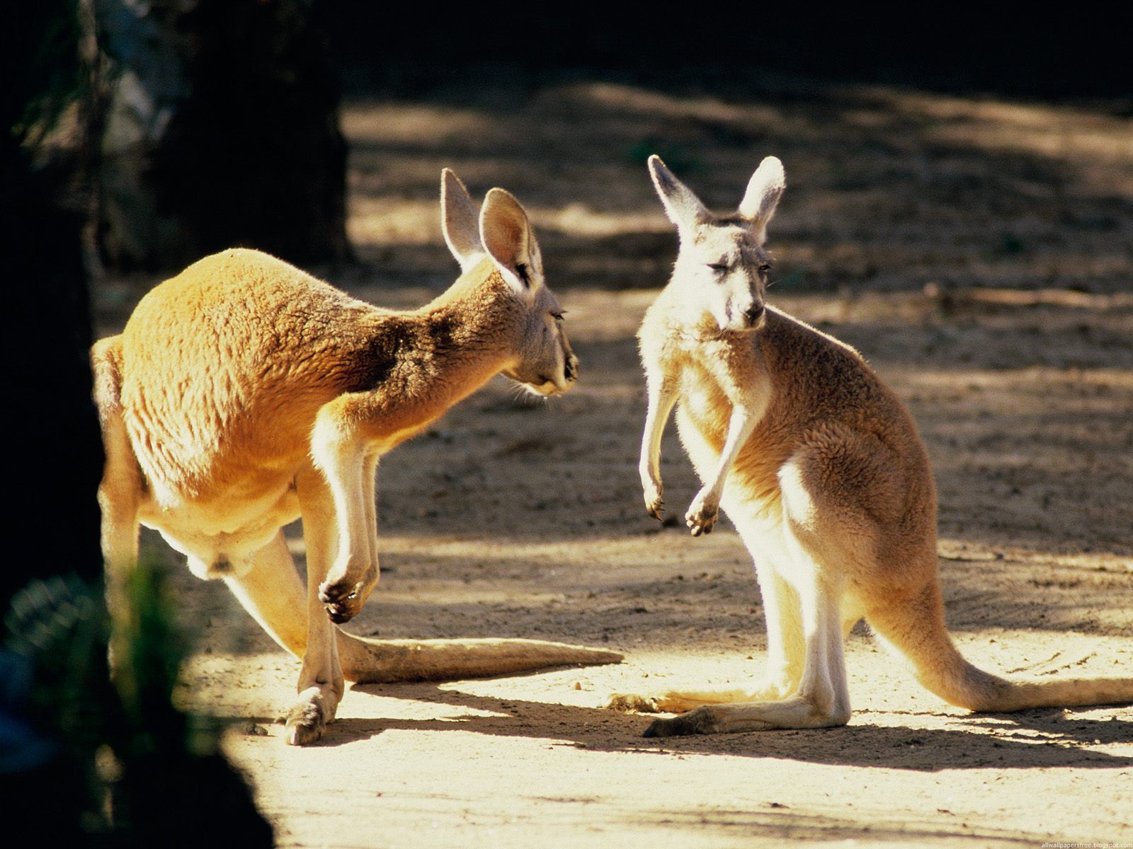 Australia wallpapers