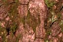 Brown wallpapers