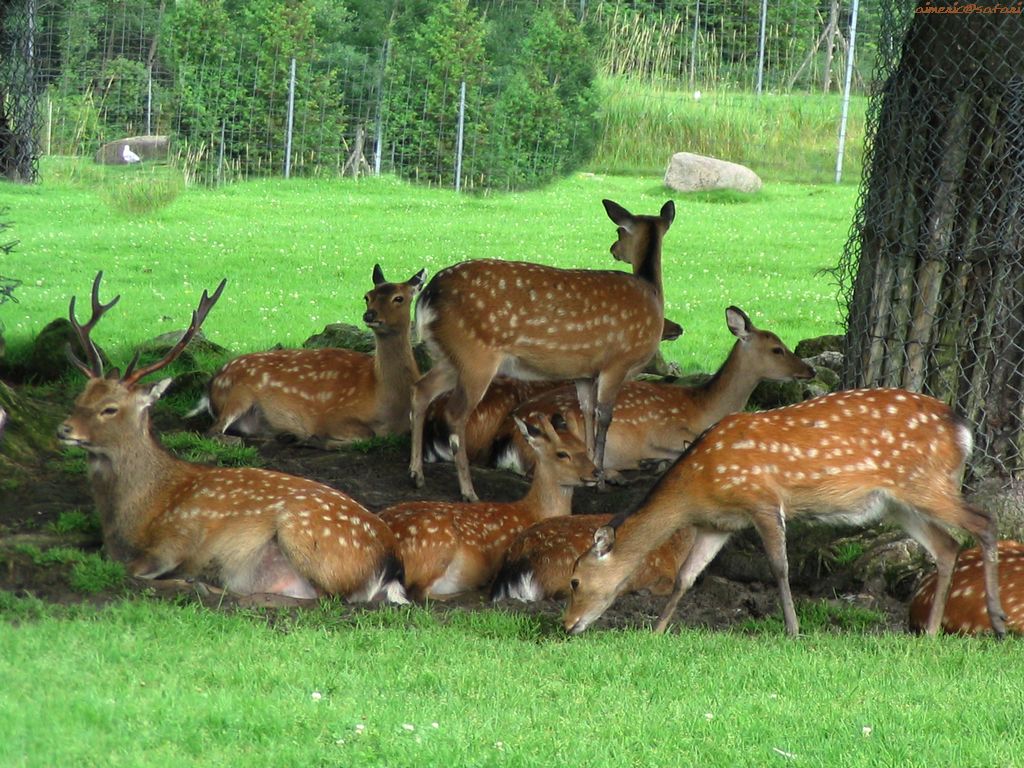 Deers