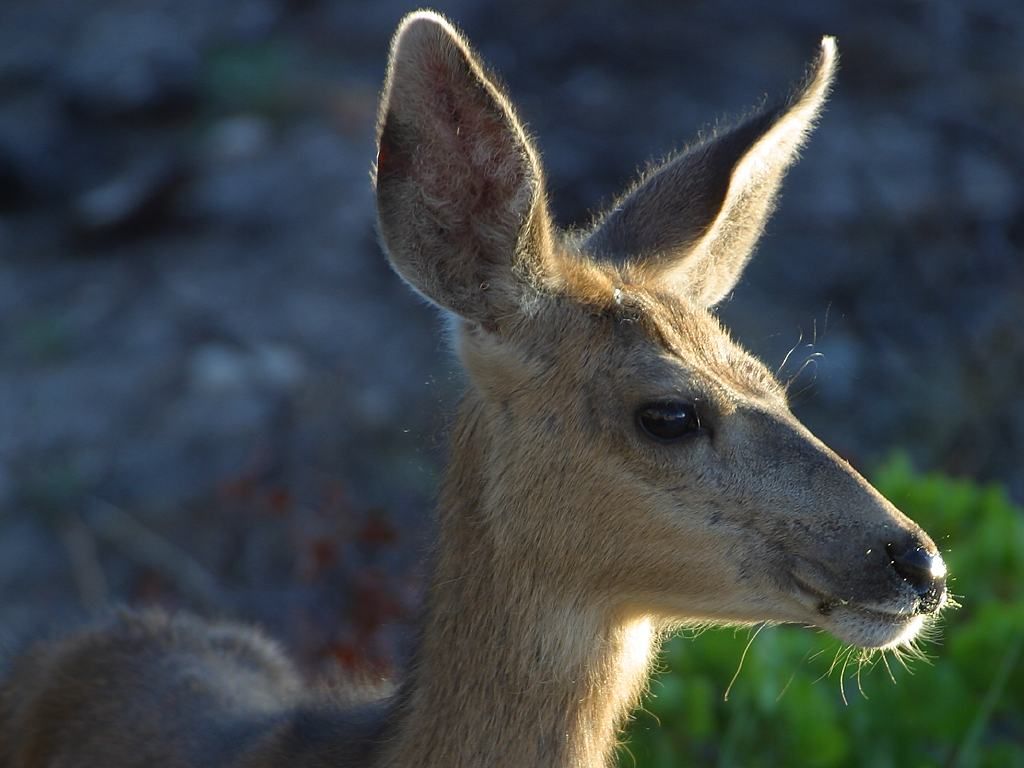 Deers