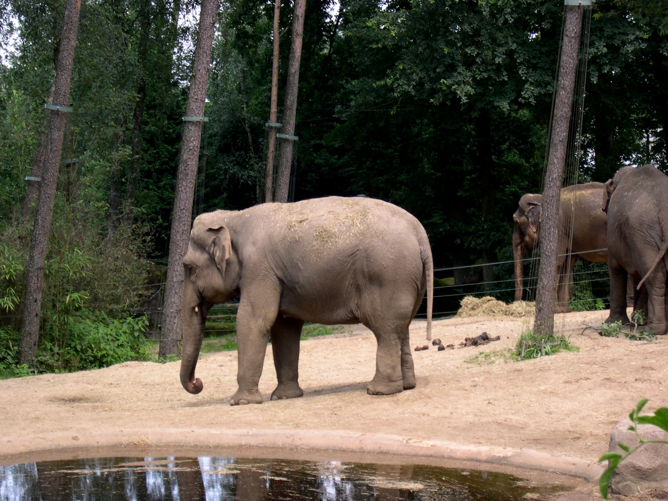 Elephants