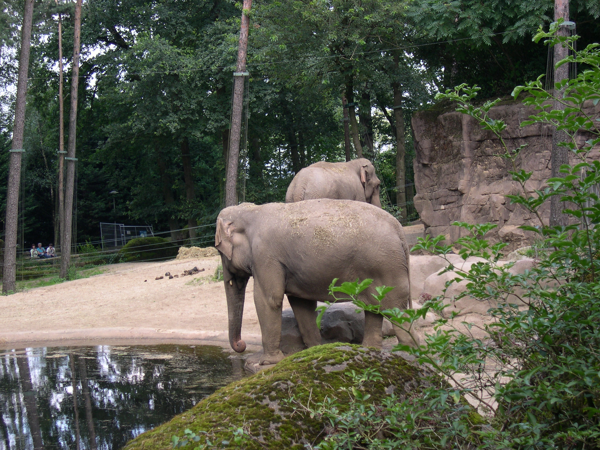 Elephants