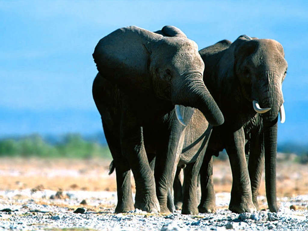 Elephants wallpapers