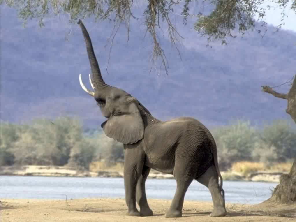 Elephants wallpapers