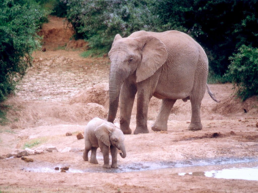 Elephants