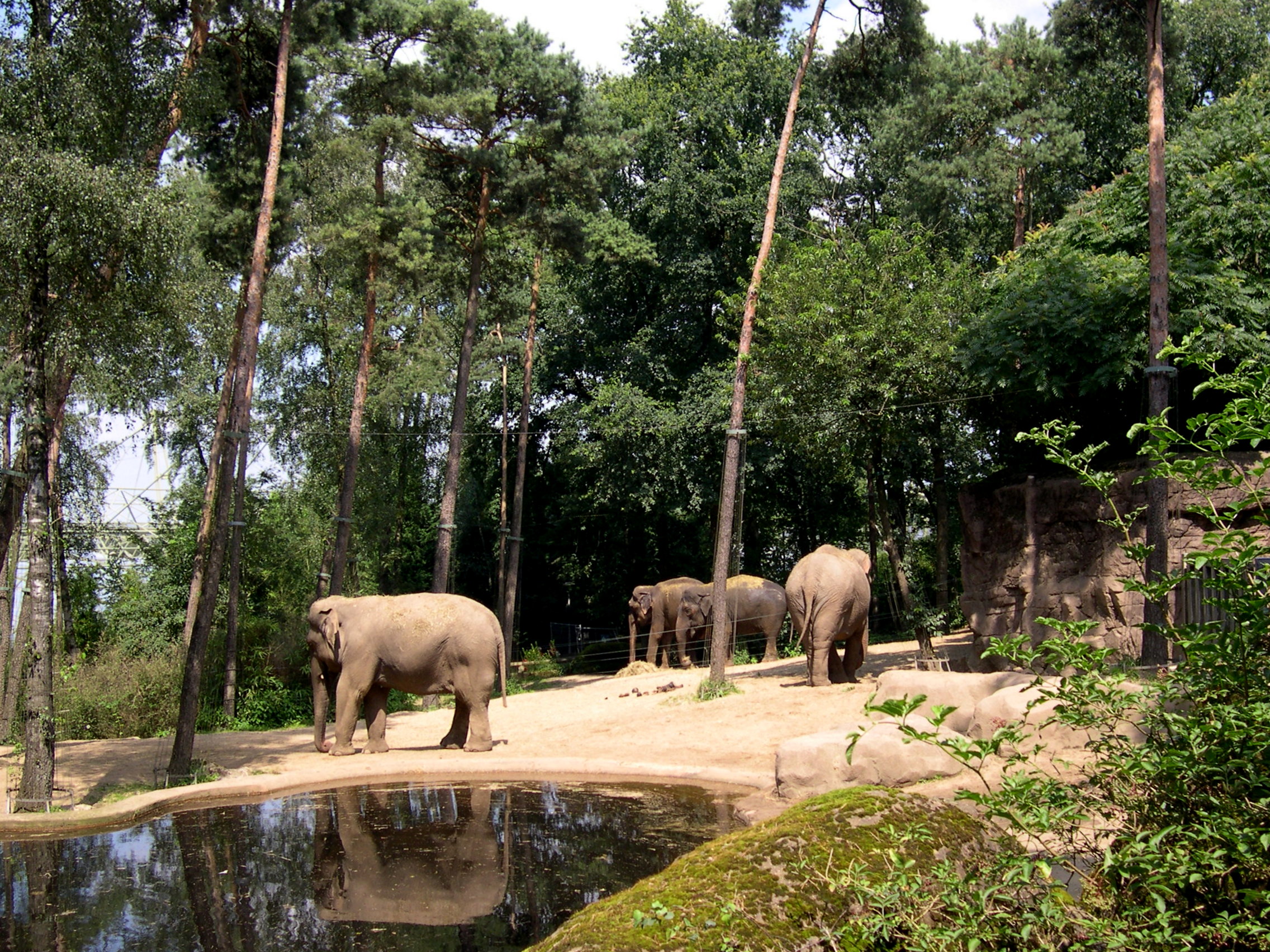 Elephants