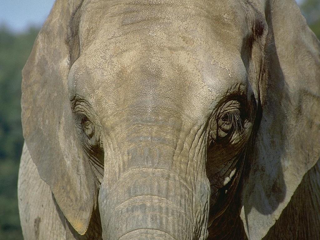 Elephants wallpapers