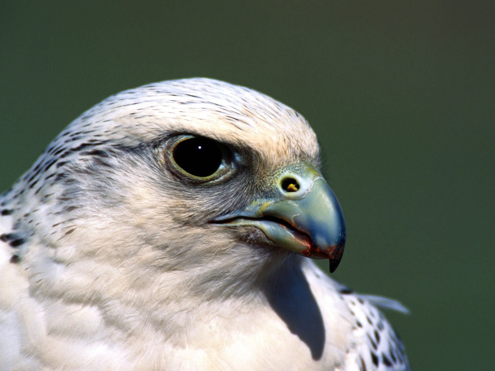 Falconiformes wallpapers