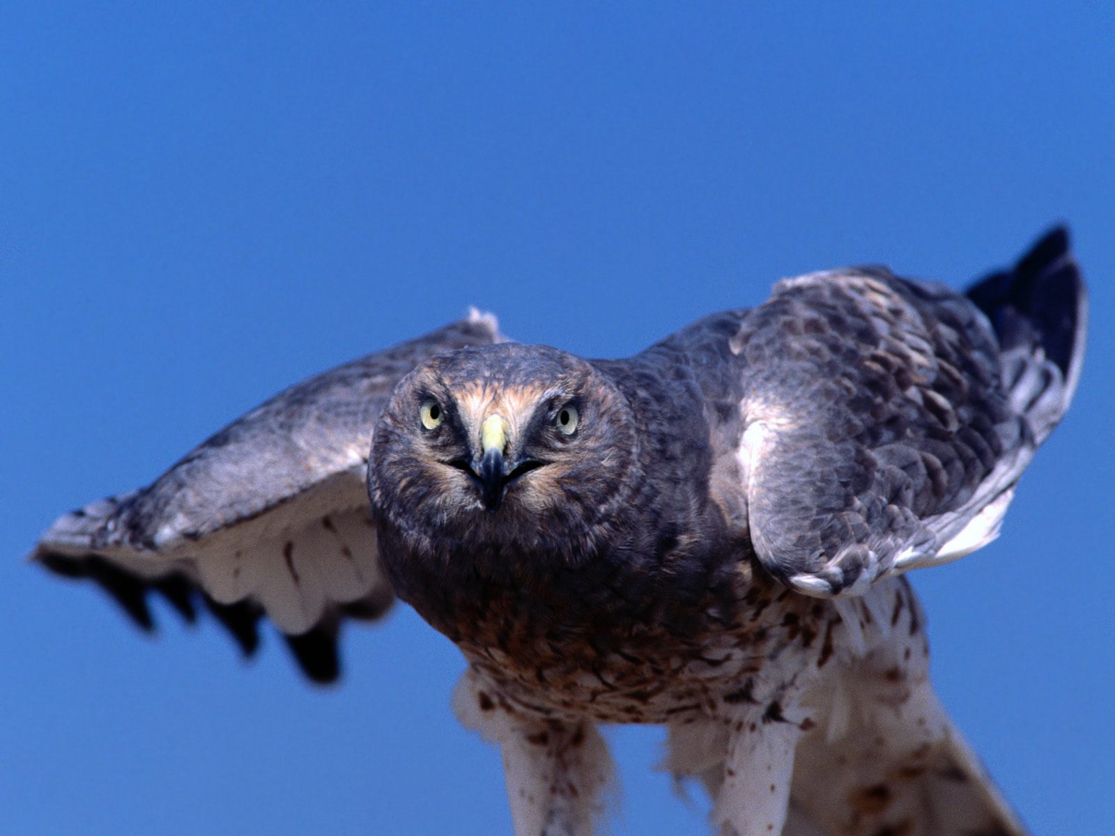 Falconiformes