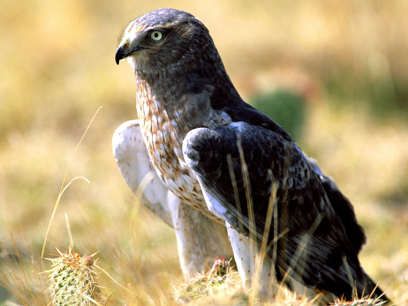 Falconiformes