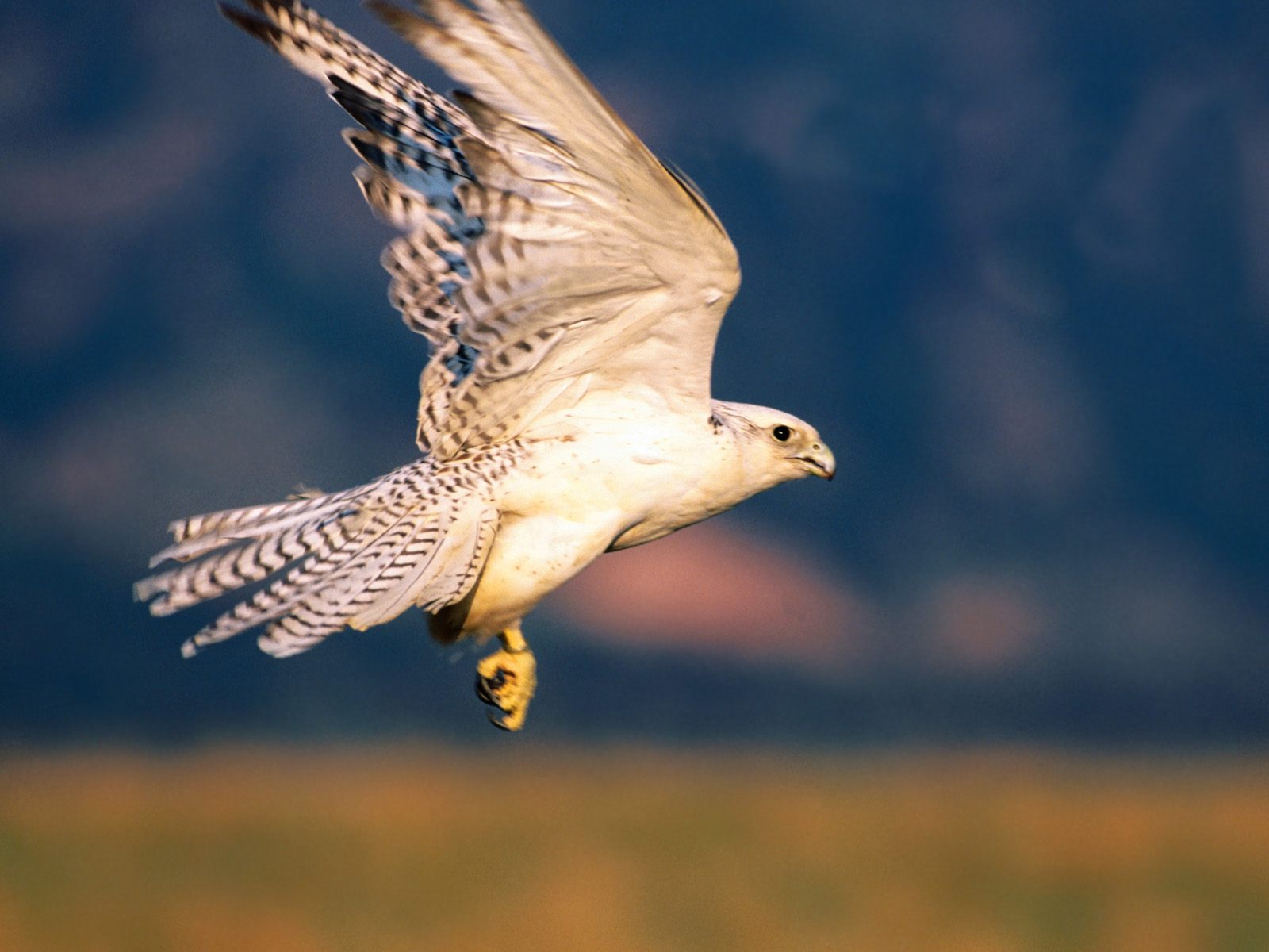 Falconiformes wallpapers