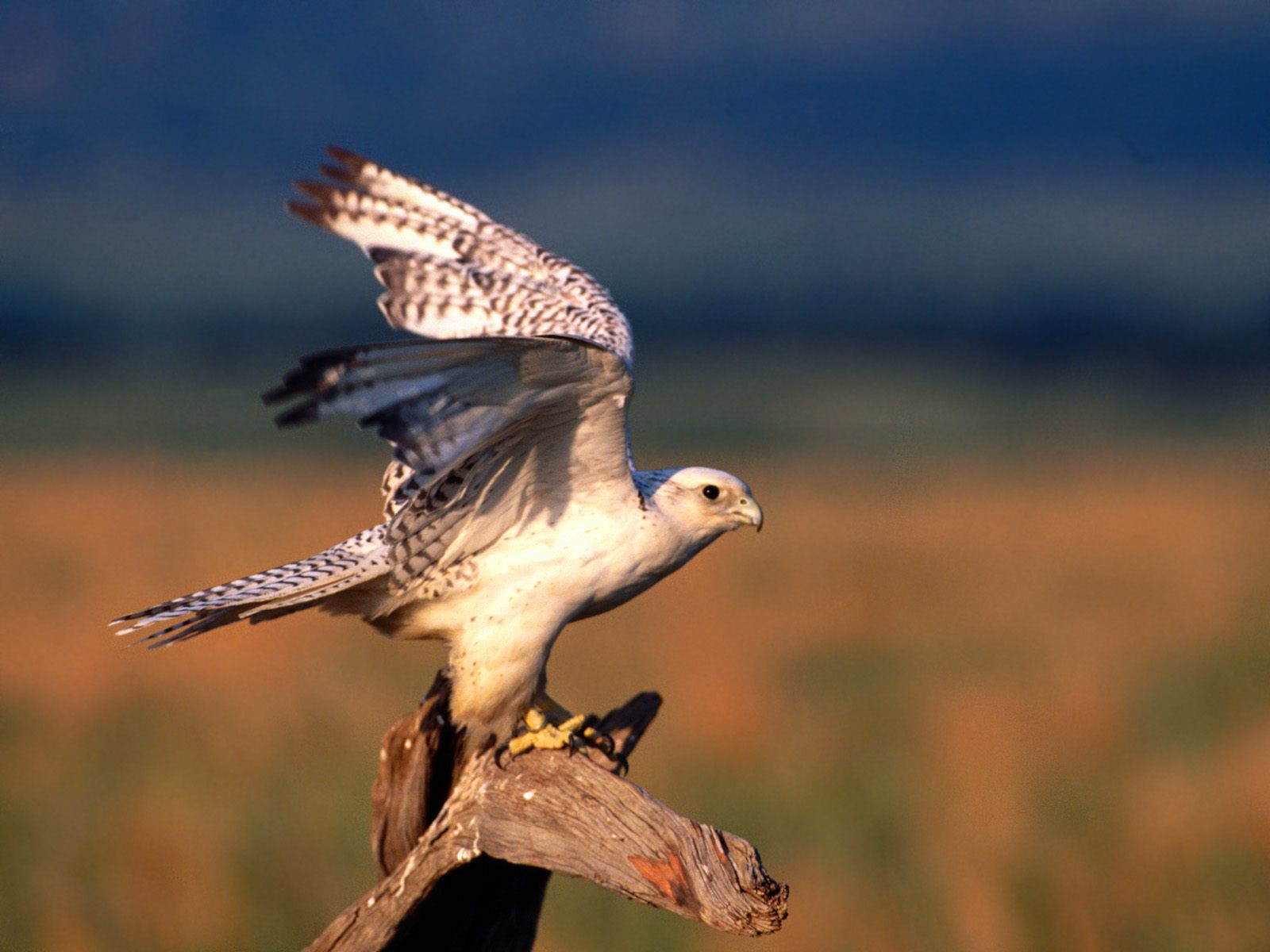 Falconiformes