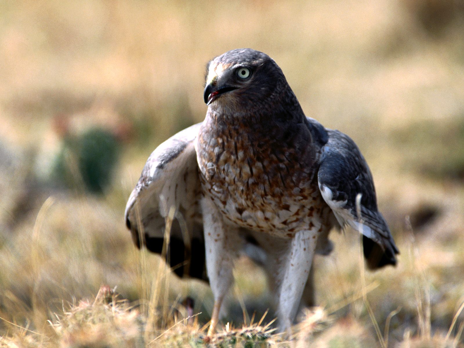 Falconiformes