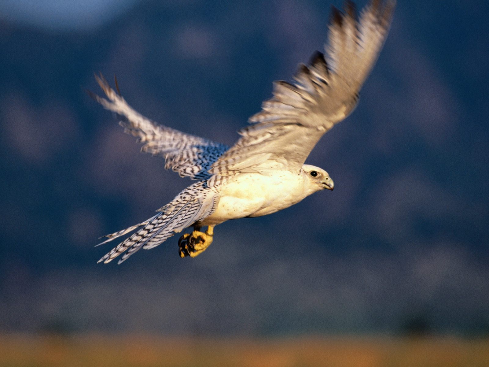 Falconiformes