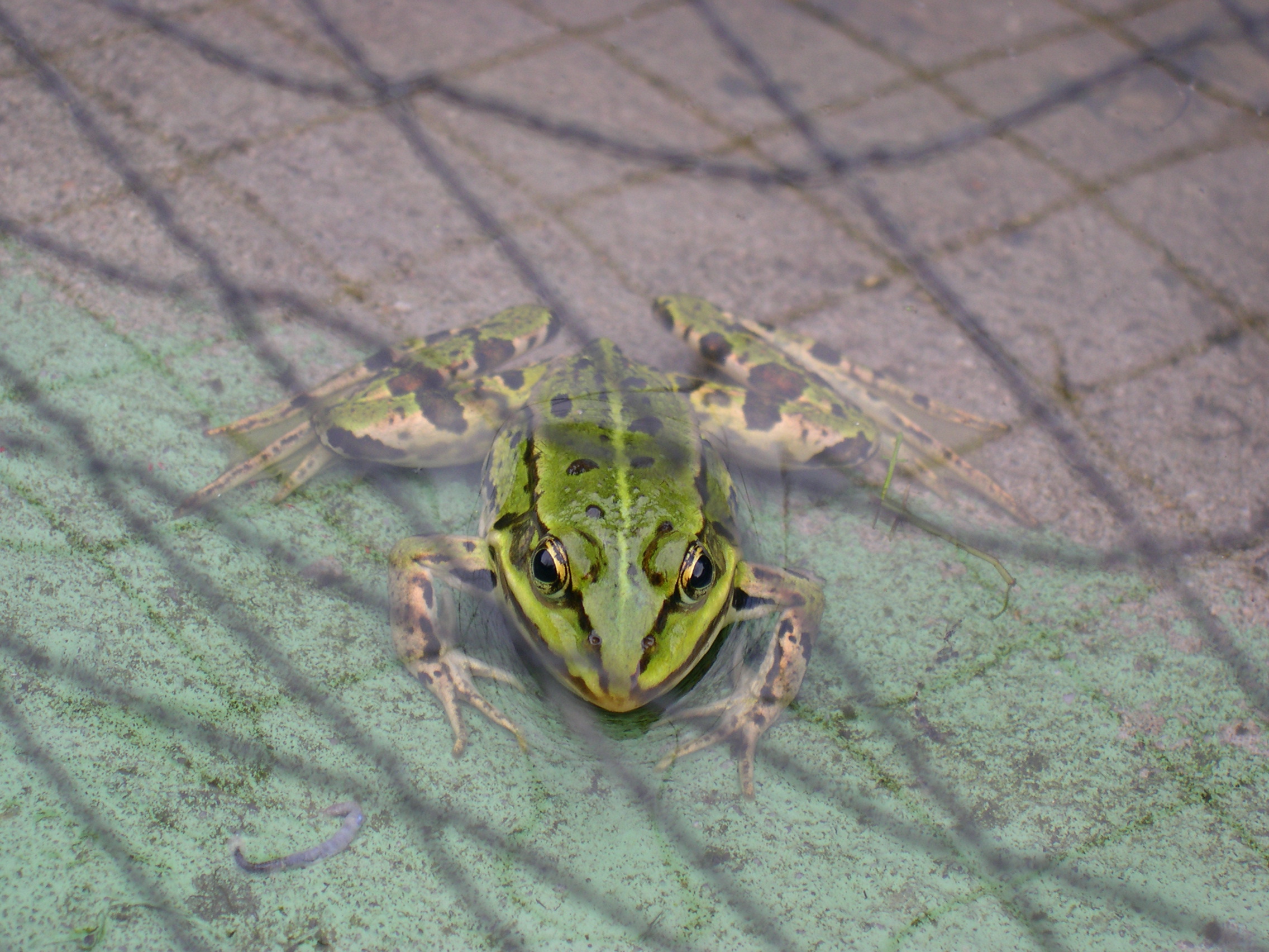 Frogs wallpapers