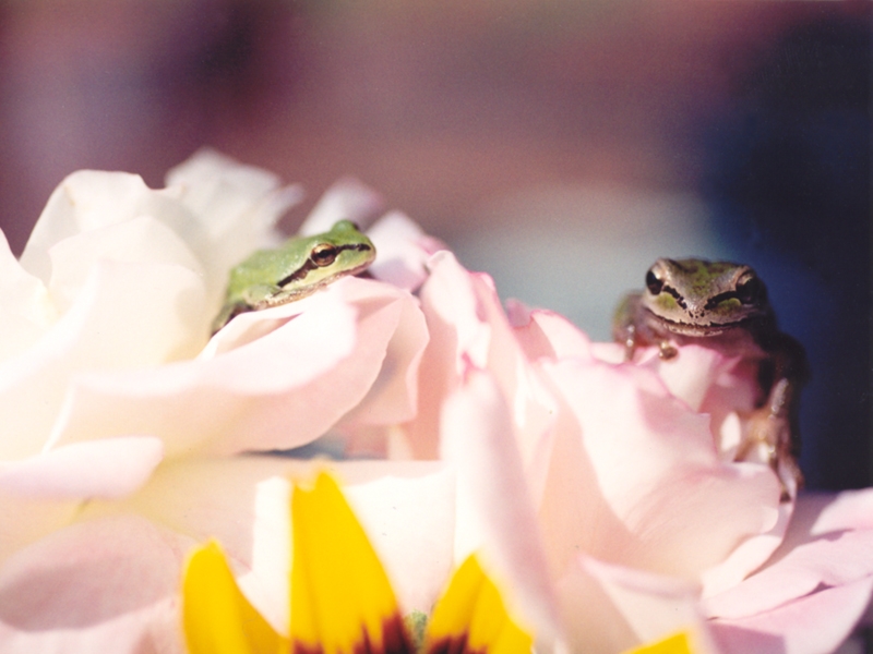 Frogs wallpapers