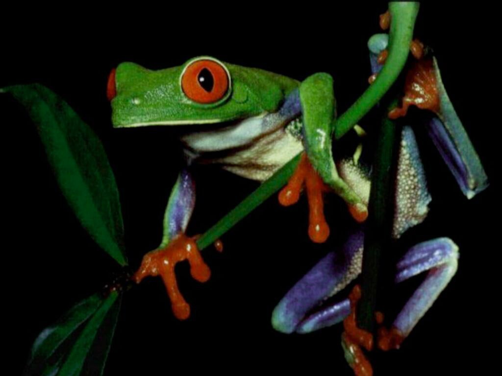 Frogs wallpapers