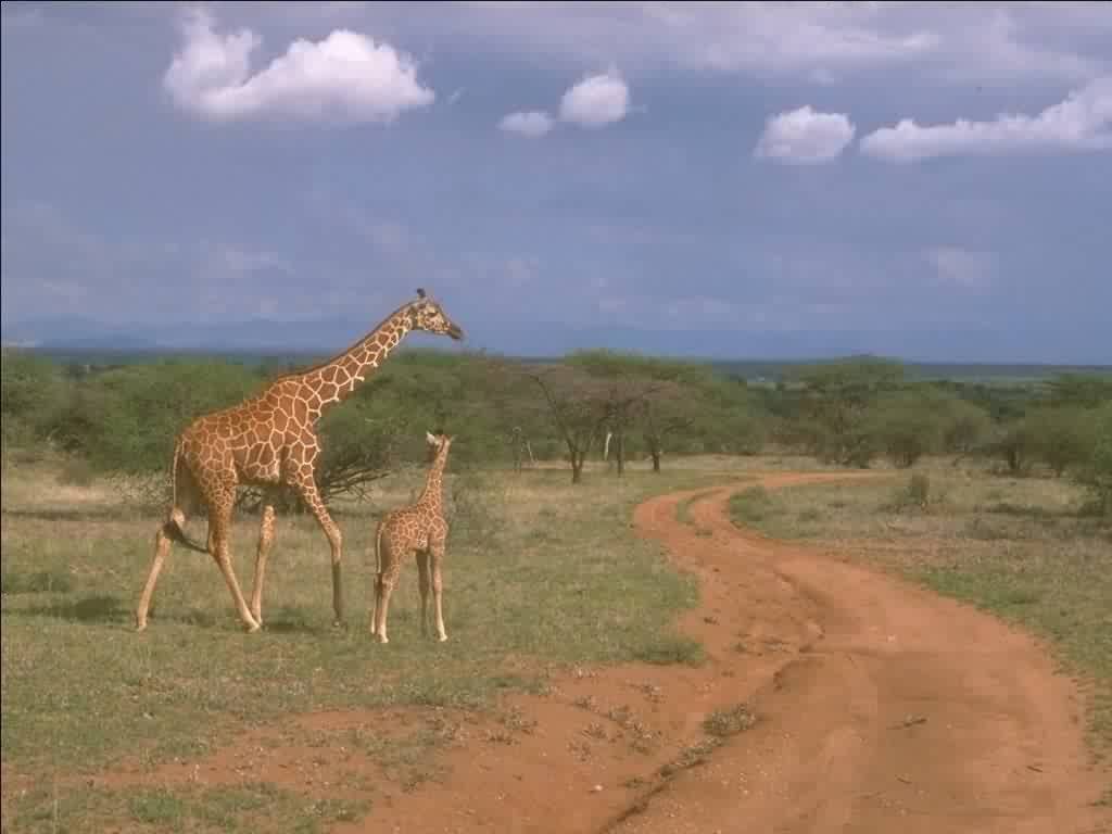 Giraffe