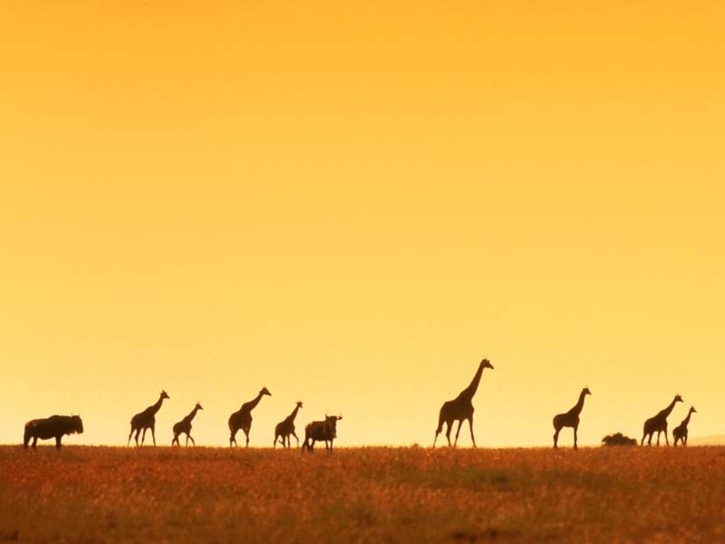 Giraffe wallpapers