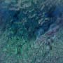Green wallpapers