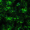 Green wallpapers