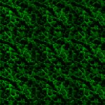 Green wallpapers