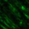 Green wallpapers
