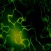 Green wallpapers