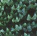 Green wallpapers