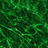 Green wallpapers
