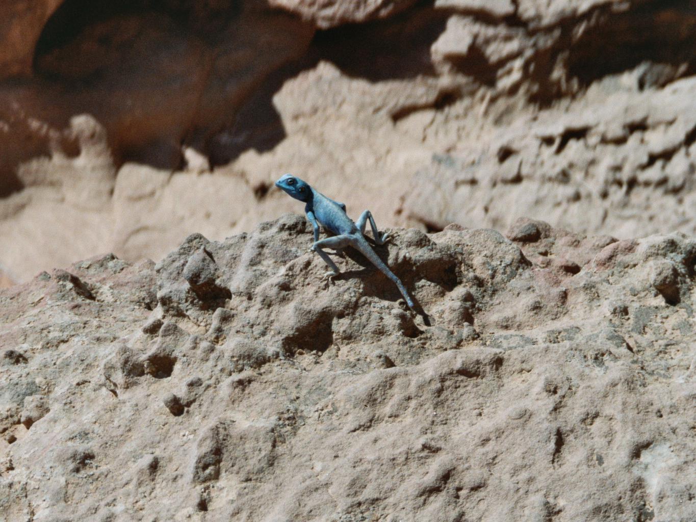 Iguanas