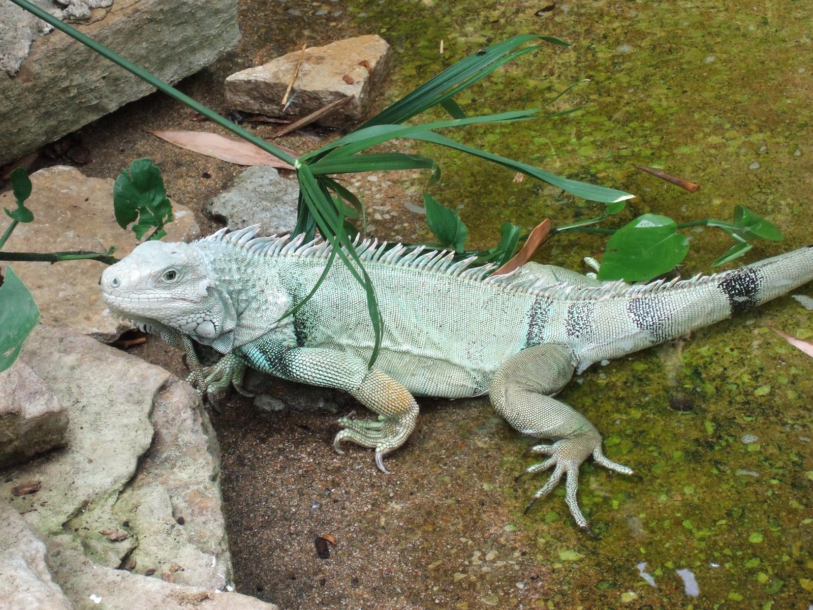 Iguanas wallpapers