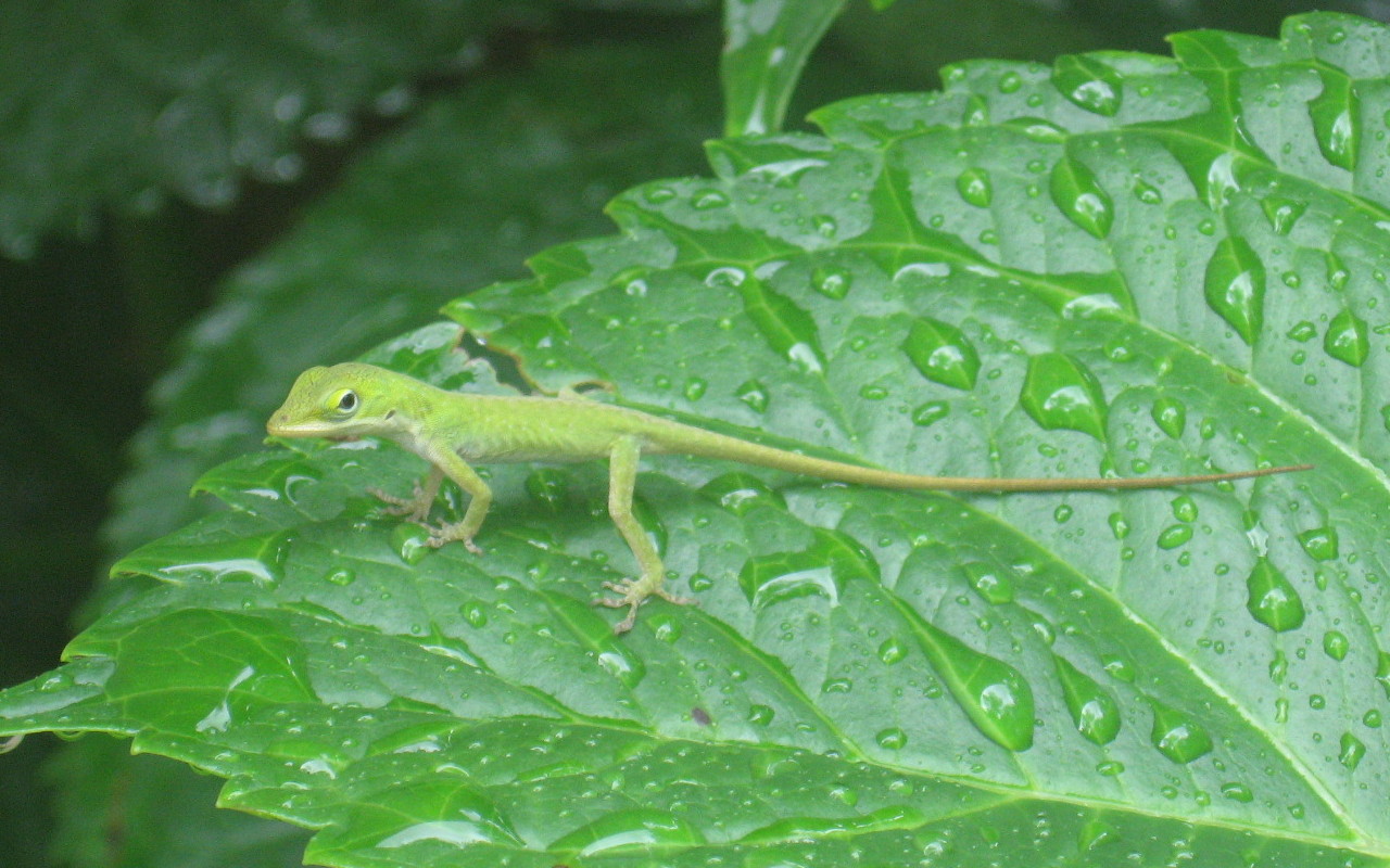 Iguanas