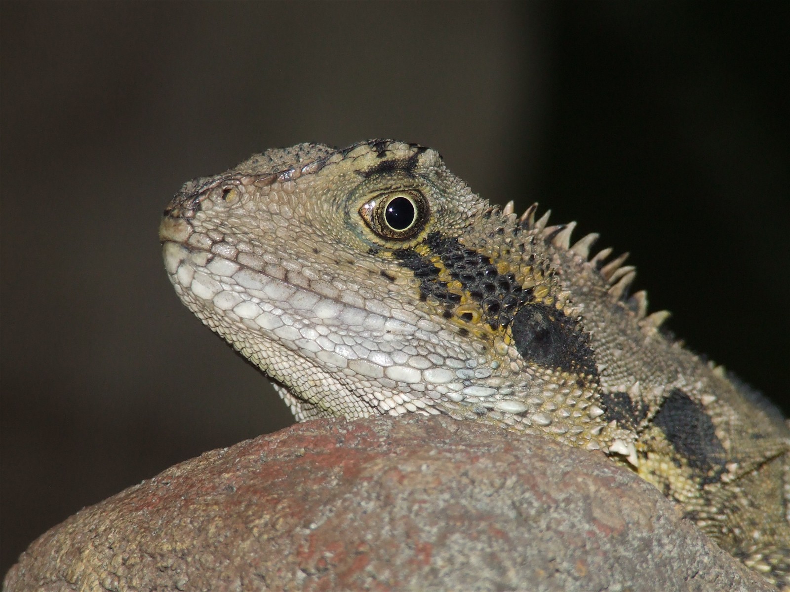 Iguanas