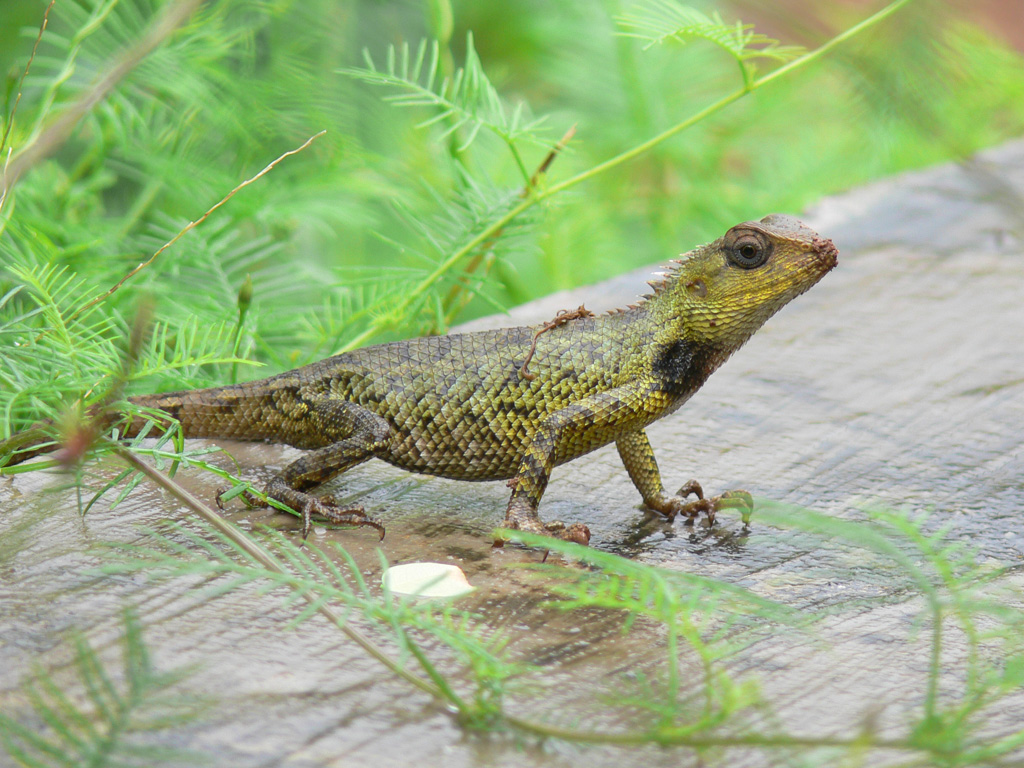 Iguanas