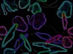 Multi colour wallpapers