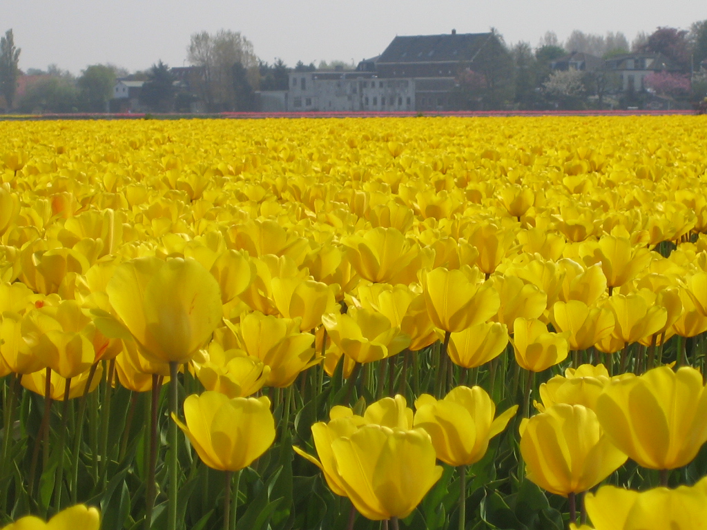 Netherlands wallpapers