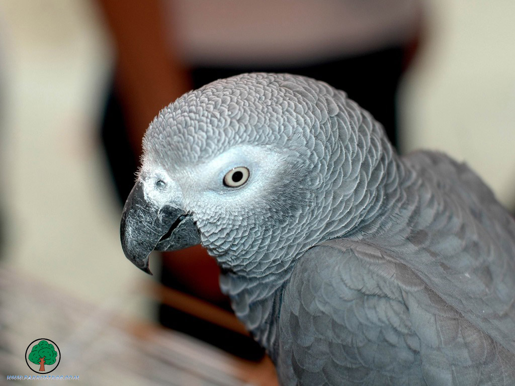 Parrot