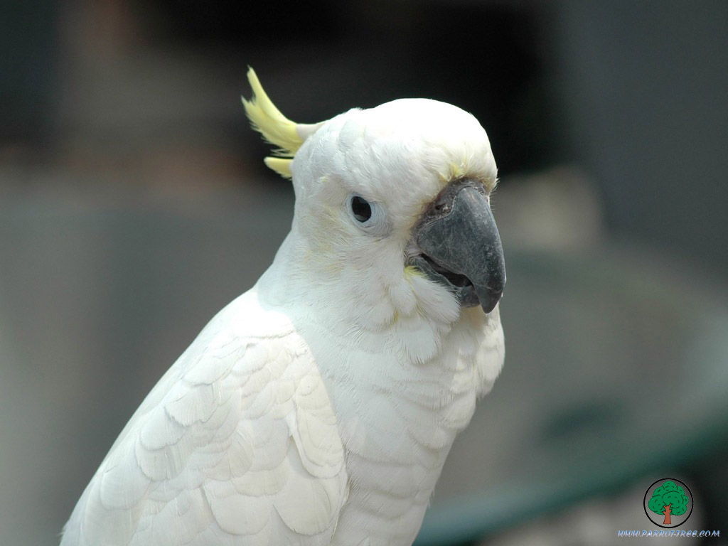 Parrot wallpapers