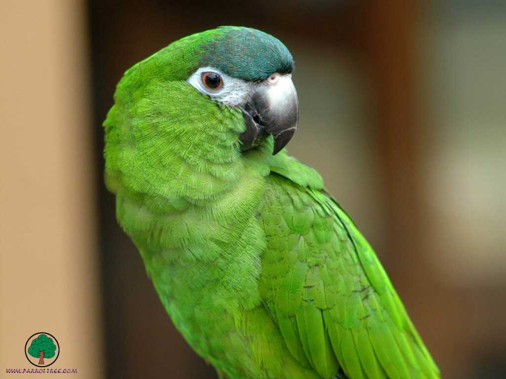 Parrot wallpapers